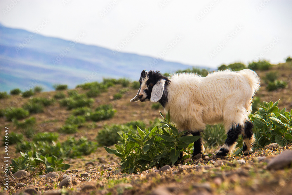 Obraz premium Goat On The Meadow