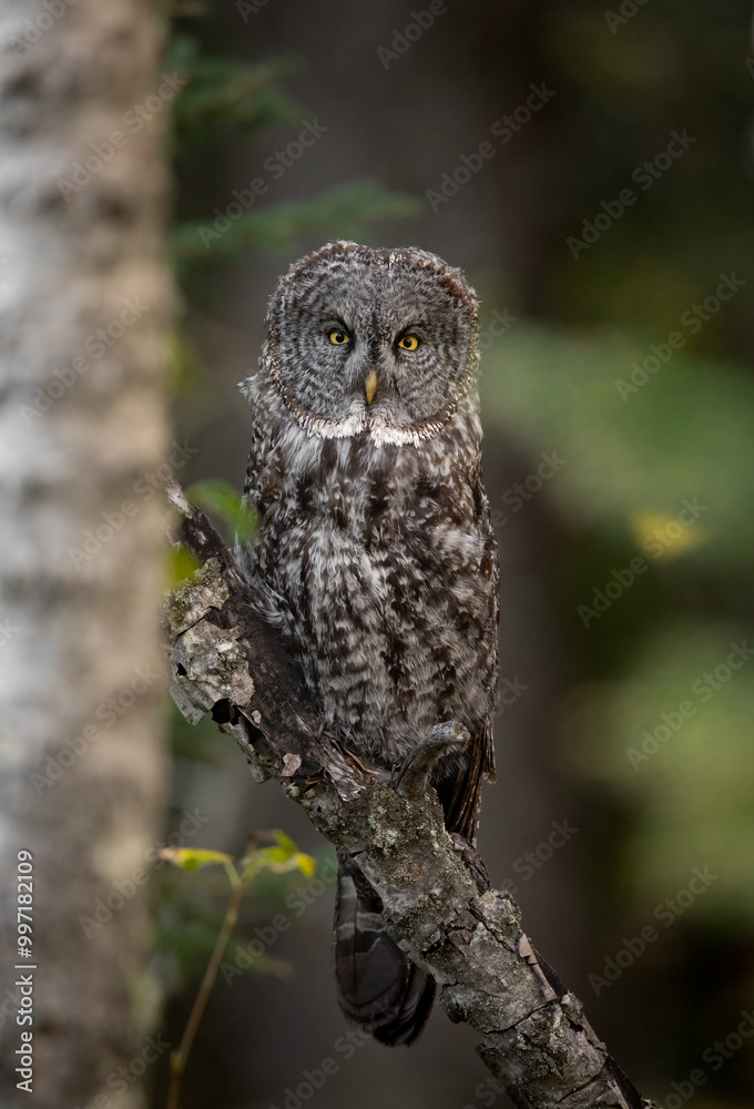 Fototapeta premium Great gray owl in Canada