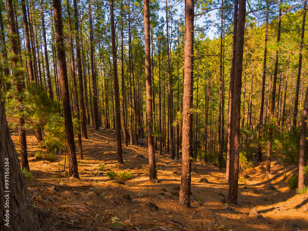 spring dense pine forest with light young needles spring dense pine forest with light young needles