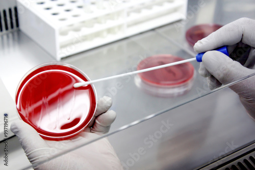 Scientist working in laboratory; technician hand streaking petri dish in the lab; Laboratory glassware, science laboratory research concept.