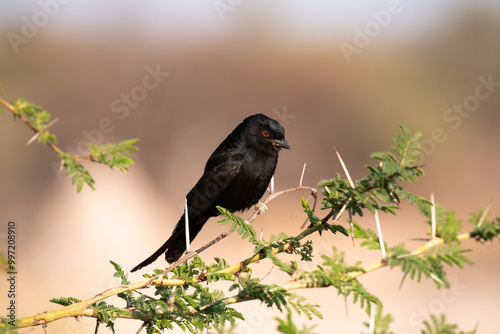 Black fork-tailed common Drongo bird (Dicrurus adsimilis) on branch. Photographed in Namibia, Africa photo