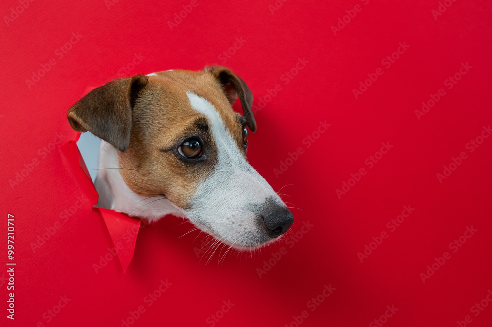 Funny Jack Russell Terrier dog sticks out through a red cardboard background. Copy space. Funny Jack Russell Terrier dog sticks out through a red cardboard background. Copy space.