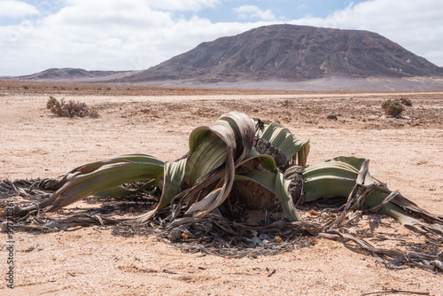 Single Welwitschia plant in the Namibian desert with mountain in the background