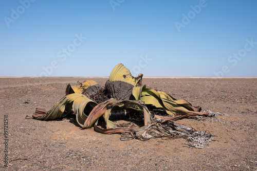 Single Welwitschia plant in the Namibian desert 