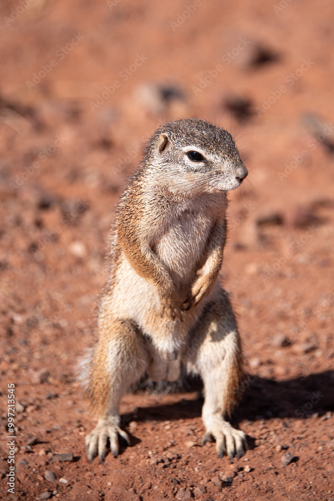 Naklejka premium Close-up portrait of a Damara Ground Squirrel (Xerus princeps). Photographed in Namibia.