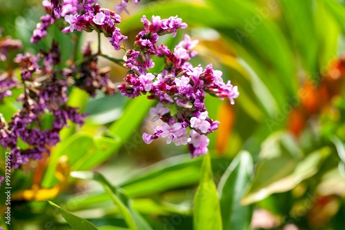 Flower of Limonium dendroides photo