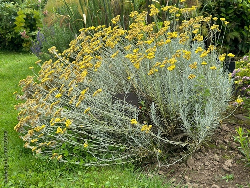 Tableau sur toile Blooming curry plant (Helichrysum italicum) in a medicinal herb garden