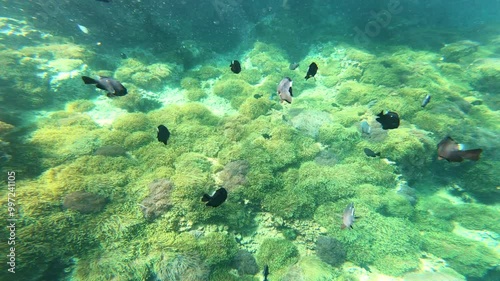 Sea Anemones and fish