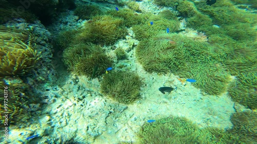 Sea Anemones and fish