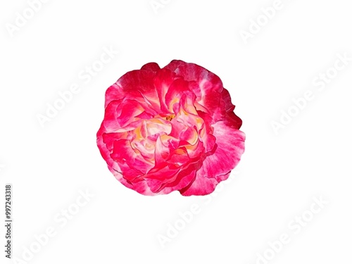 Cut out flower close up
