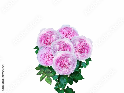 Cut out flower close up