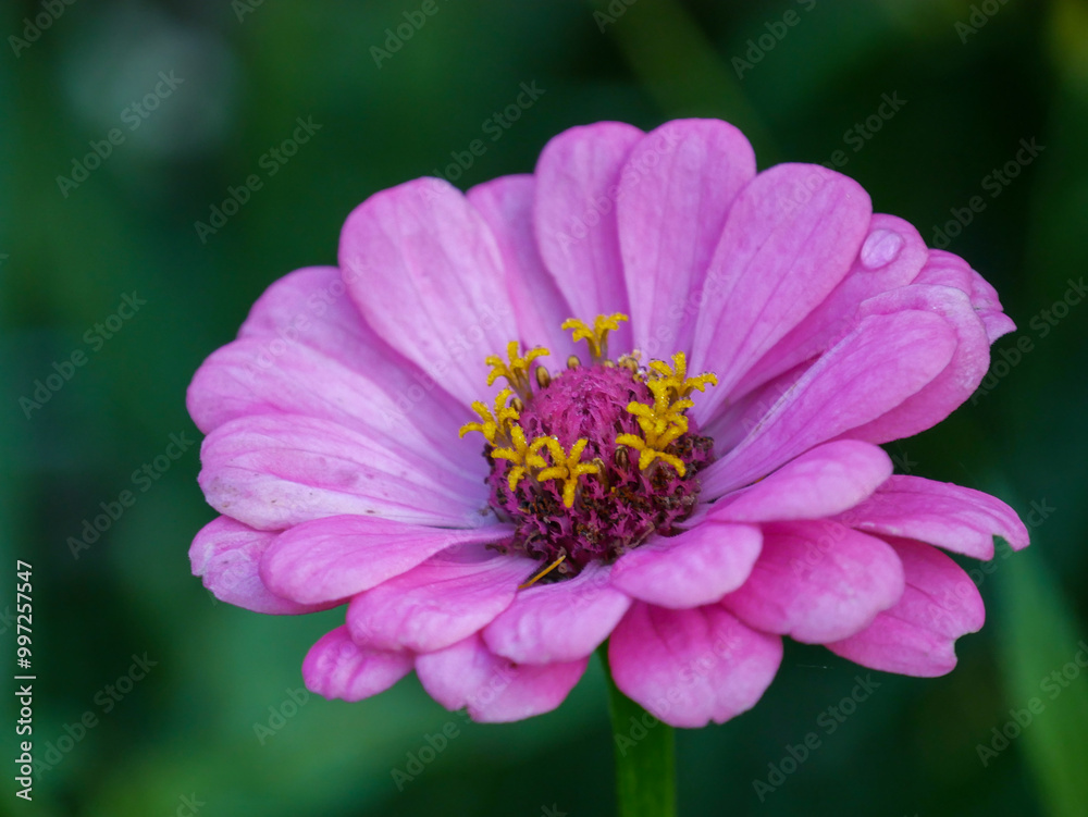 Obraz premium Floral background. Flower.