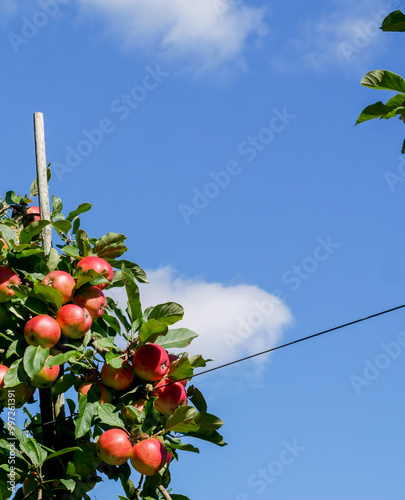 Apples hanging on the trees in the fruit orchard. Ripe red apples. Blue sky in the background. photo