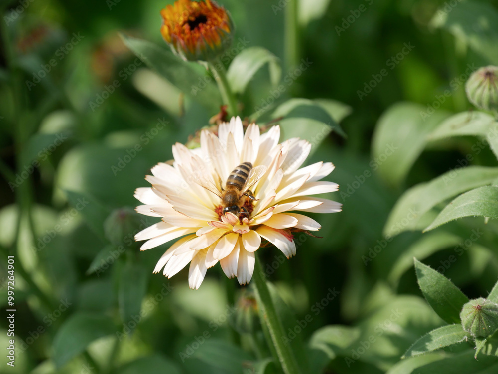 Close-up photography of a bee sitting on an orange and peach colored Caldendula. Honey Bee sitting on a peach colored Calendula flower in the garden. Beautiful close-up insect photography. Floral back Close-up photography of a bee sitting on an orange and peach colored Caldendula. Honey Bee sitting on a peach colored Calendula flower in the garden. Beautiful close-up insect photography. Floral back