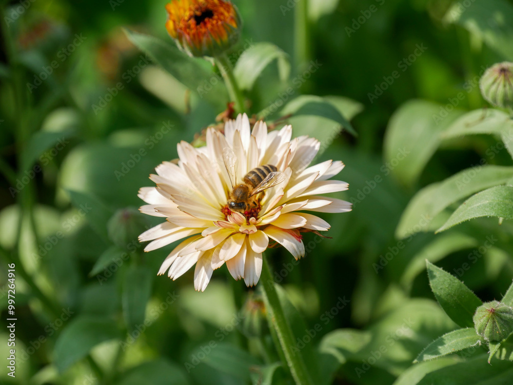 Close-up photography of a bee sitting on an orange and peach colored Caldendula. Honey Bee sitting on a peach colored Calendula flower in the garden. Beautiful close-up insect photography. Floral back Close-up photography of a bee sitting on an orange and peach colored Caldendula. Honey Bee sitting on a peach colored Calendula flower in the garden. Beautiful close-up insect photography. Floral back