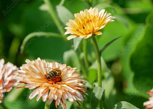 Close-up photography of a bee sitting on an orange and peach colored Caldendula. Honey Bee sitting on a peach colored Calendula flower in the garden. Beautiful close-up insect photography. Floral back