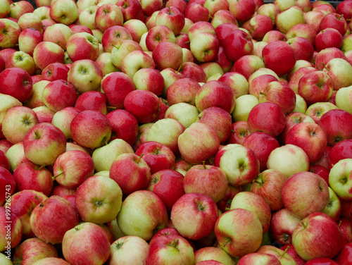 Apple harvest