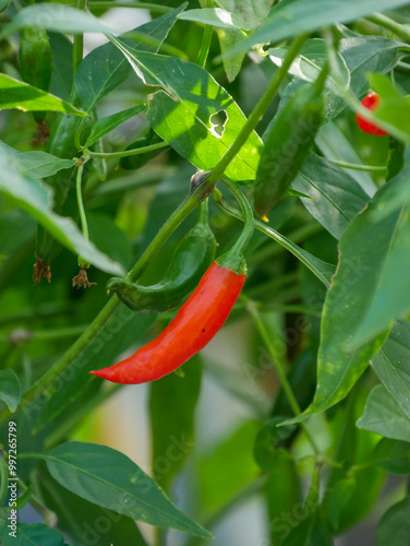 Red cayenne pepper on the plant
