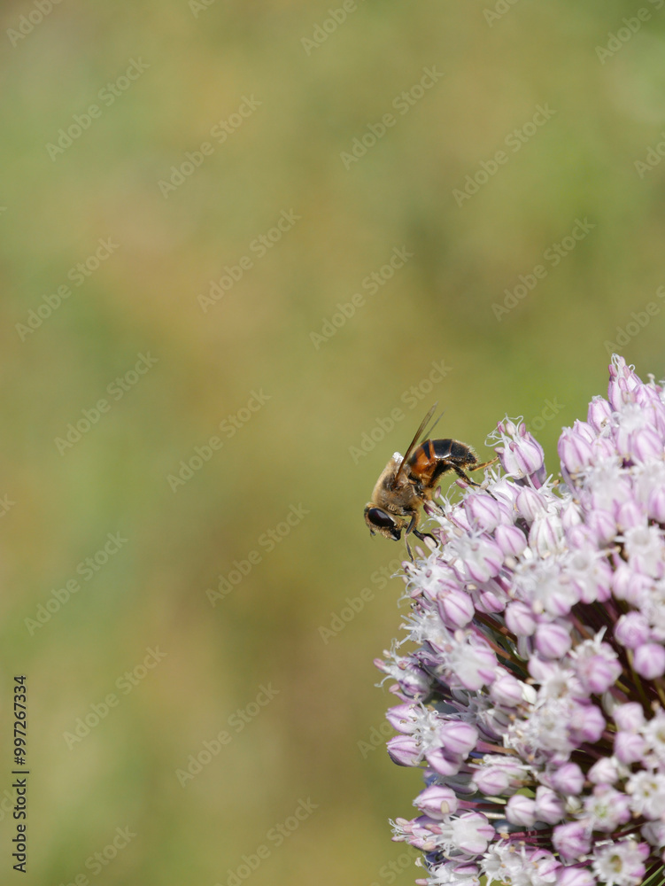 Macro photography of a fly sitting on a lilac Allium flower. Insect close-up photography. Macro photography of a fly sitting on a lilac Allium flower. Insect close-up photography.