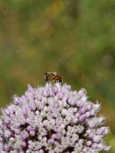 Macro photography of a fly sitting on a lilac Allium flower. Insect close-up photography.