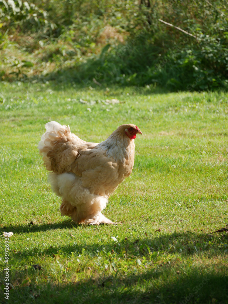 Fototapeta premium Chicken in the grass