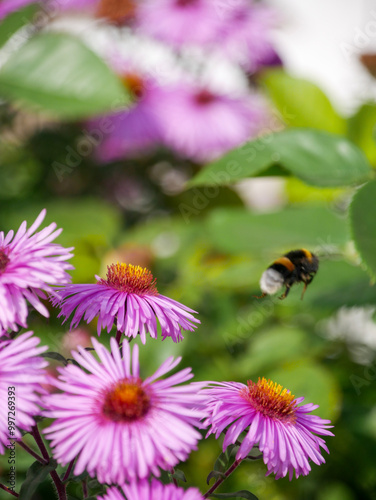 Bumblebee flying away from flower- mid air.