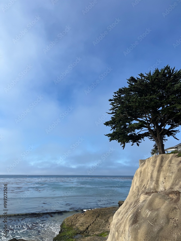 Tree cliffside at the California beach. Tree cliffside at the California beach.