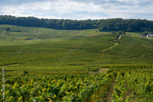 Landscape with green grand cru vineyards near Cramant and Avize, region Champagne, France. Cultivation of white chardonnay wine grape on chalky soils of Cote des Blancs photo