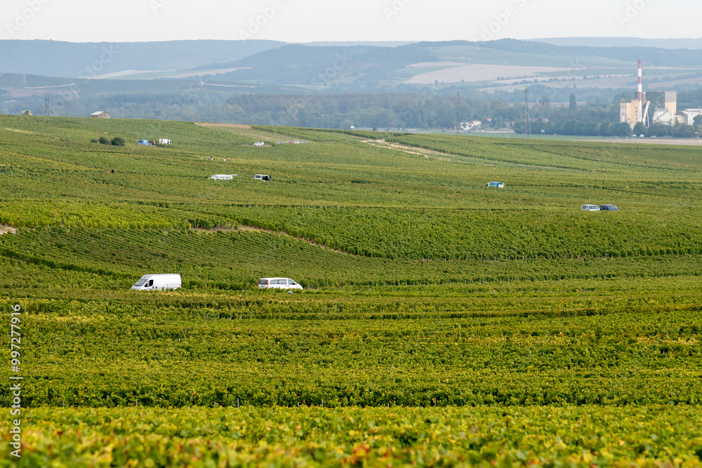 Landscape with green grand cru vineyards near Cramant and Avize, region Champagne, France. Cultivation of white chardonnay wine grape on chalky soils of Cote des Blancs Landscape with green grand cru vineyards near Cramant and Avize, region Champagne, France. Cultivation of white chardonnay wine grape on chalky soils of Cote des Blancs