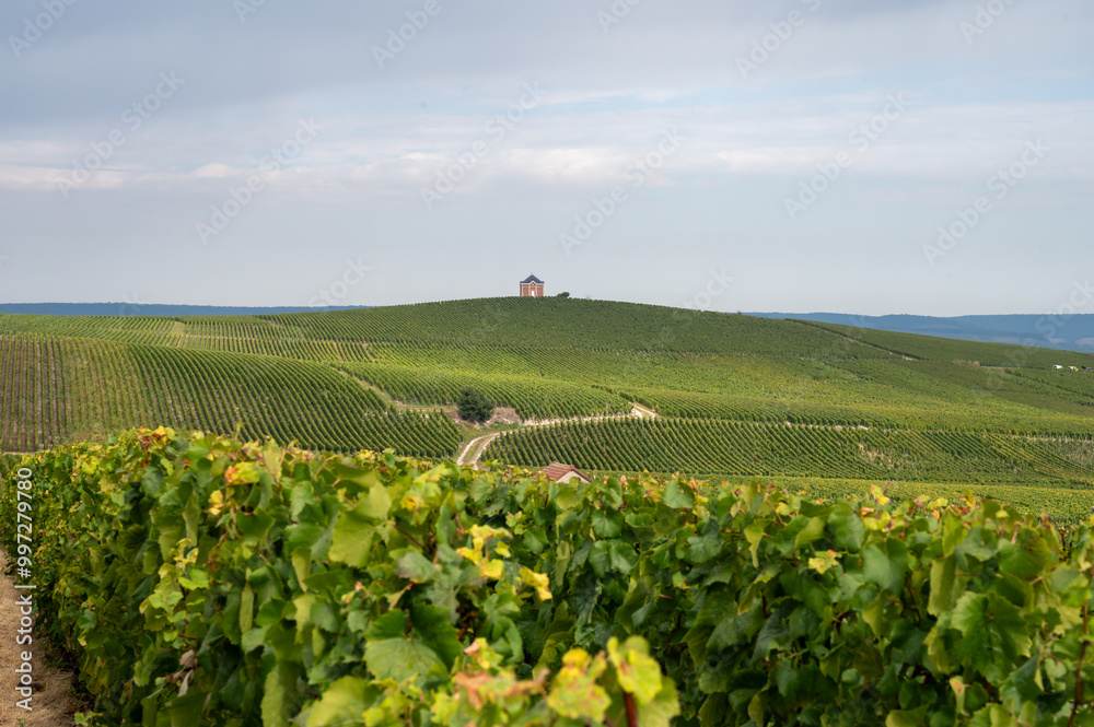 Φωτογραφία Landscape with green grand cru vineyards near Cramant and Avize, region Champagne, France