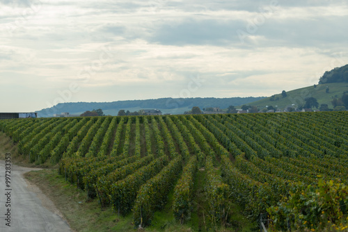 Landscape with green grand cru vineyards near Cramant and Avize, region Champagne, France. Cultivation of white chardonnay wine grape on chalky soils of Cote des Blancs photo