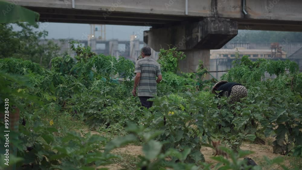 elderly farmers pick vegetables from bushes in their garden in a rural area of vietnam elderly farmers pick vegetables from bushes in their garden in a rural area of vietnam