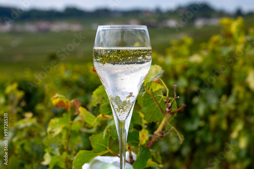 Tasting of grand cru sparkling brut white wine champagne on sunny vineyards of Cote des Blancs near village Cramant and Avize, Champagne, France photo