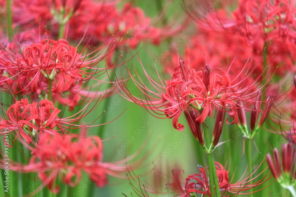 満開の曼殊沙華
満開の曼殊沙華