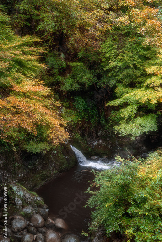 紅葉が始まった渓谷の吊り橋
