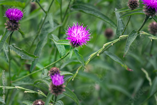 Purple flower of Centaurea nigra or black knapweed in summer, close up