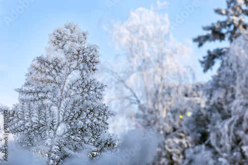 Thick frost on thuja branch. Frosty weather covered tree branches with frost