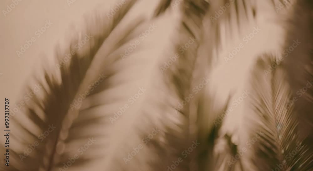 feather on the grass
