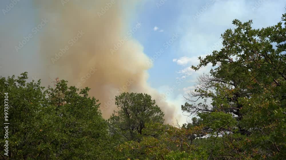 A raging forest fire just beyond the trees A raging forest fire just beyond the trees