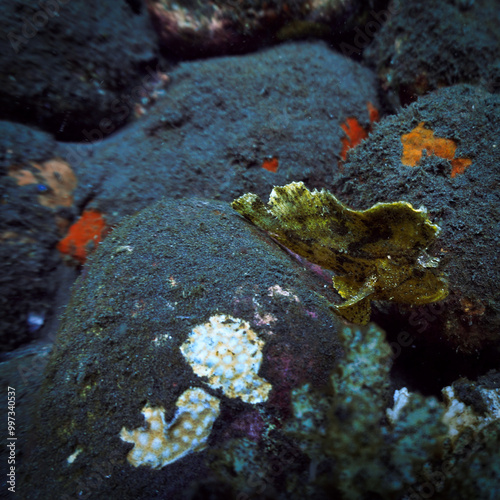 Muck Diving - Underwater photo of a Angler fish. From a scuba dive in Bali. Indonesia.