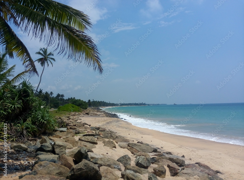 Naklejka premium Sea, ocean, beach, wildlife, wild beach, palm trees on the coast, exotic, deserted beach