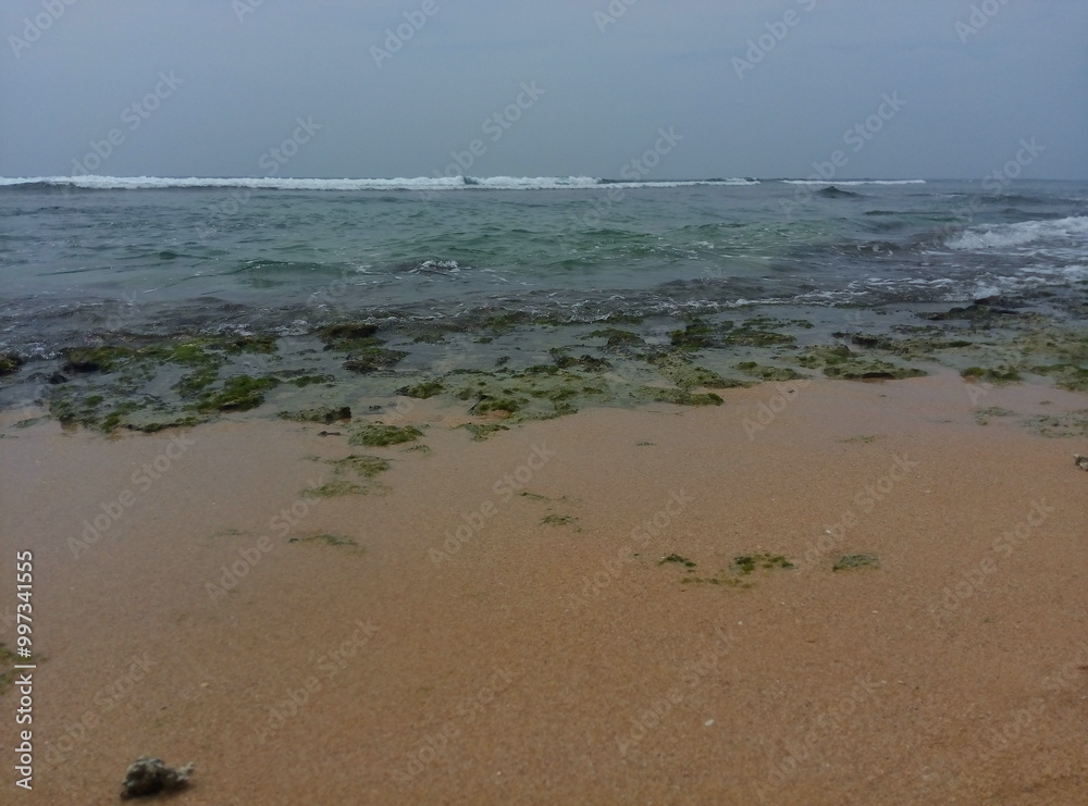 Sea, ocean, beach, wildlife, wild beach, palm trees on the coast, exotic, deserted beach Sea, ocean, beach, wildlife, wild beach, palm trees on the coast, exotic, deserted beach
