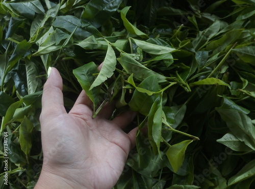 Real Ceylon tea at a factory in Sri Lanka in Ceylon