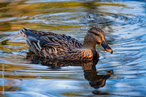 Eine Ente auf dem Wasser