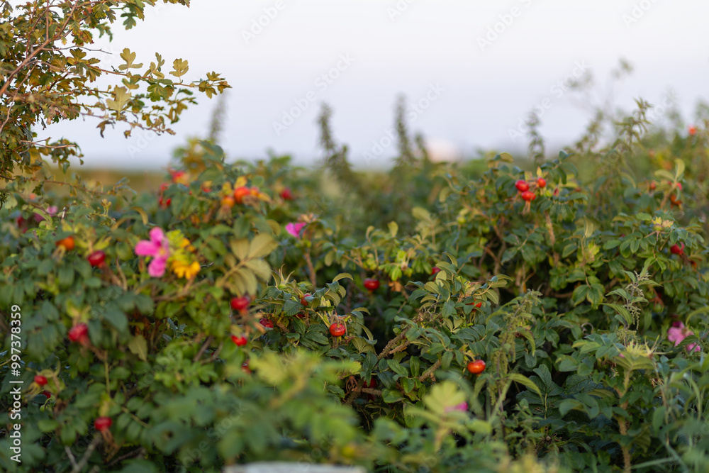 Vibrant red rose hips growing amidst lush green foliage on a sunny day in early autumn Vibrant red rose hips growing amidst lush green foliage on a sunny day in early autumn