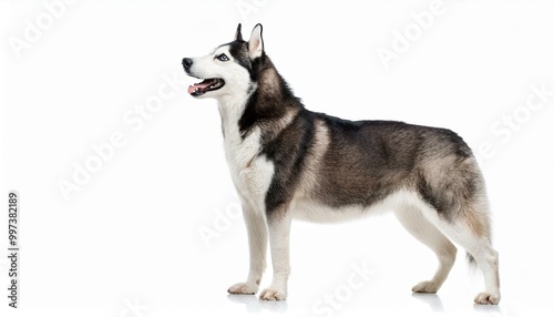 An isolated dog with white background