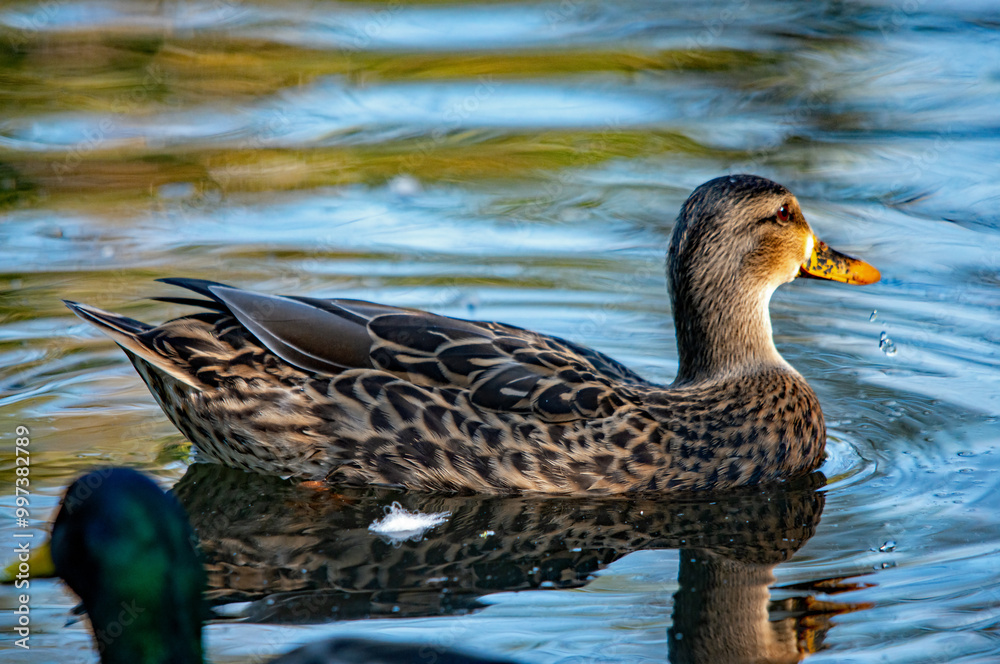 Eine Ente auf dem Wasser Eine Ente auf dem Wasser