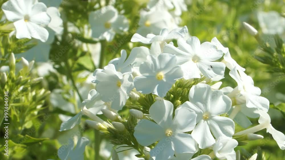 A close-up view of Phlox paniculata, also known as garden phlox.  This perennial plant's fragrant white flowers, which decorate the garden, bloom in mid-summer, forming lush, rounded clusters.