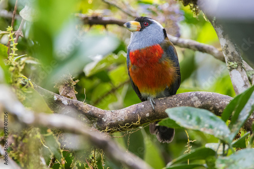 Semnornis ramphastinus, Semnornithidae, Capitão-tucano, Tucano, Toucan barbet, floresta, bird, animal, nature, green, wildlife, tropical, beautiful photo