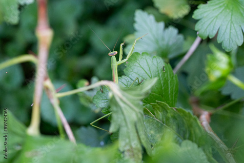 Mantis on green leaves
